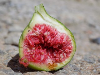 FIg