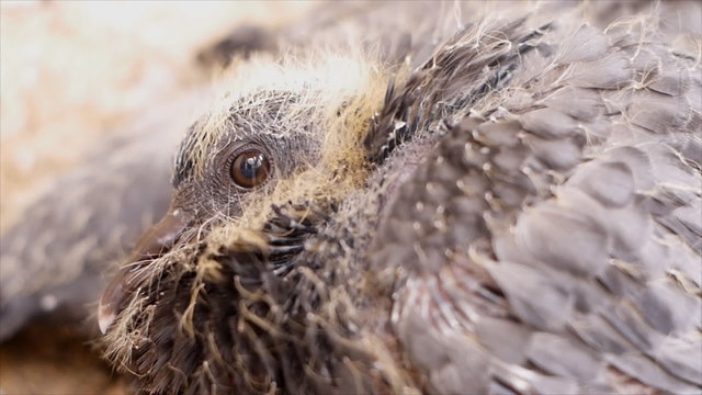 Close up pigeon baby with gray feather on nest