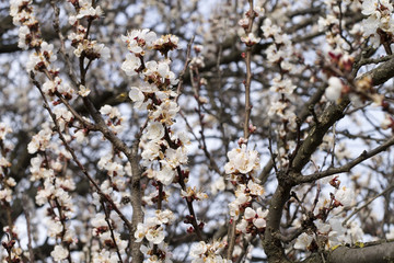 Apricot tree in bloom