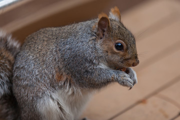 Grey Squirrel