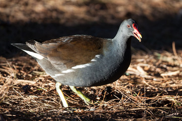 moor hen
