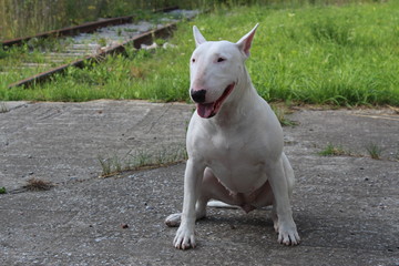 English bull Terrier walks outdoors in the summer