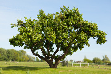 tree on the field against blue sky background