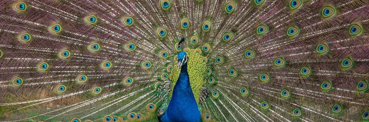 Fototapeta premium Peacock display