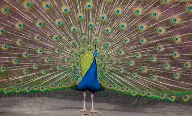 Obraz premium Peacock display