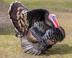 Rare breed Turkey
