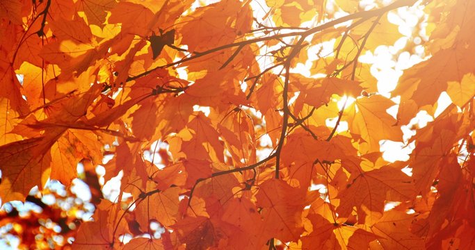 Sun shining through fall leaves blowing in breeze. Slow motion. Colorful golden autumn leaves close up background. 4k graded from RAW.