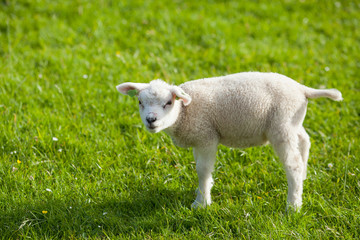 Obraz premium farm lamb on green grass background