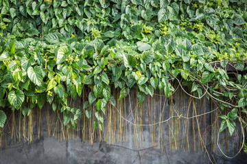 Green leaves wall background