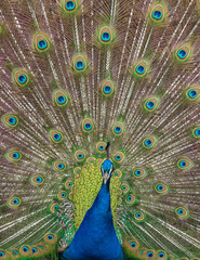 Fototapeta na wymiar Peacock display