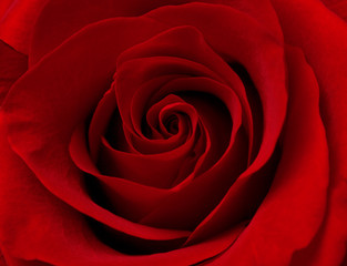 close up macro of red rose