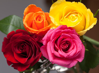 mixed roses