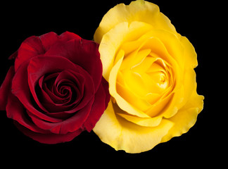 mix of yellow and red rosed