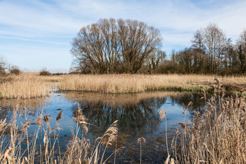 Rushes in Lincolnshire