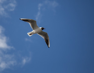 Bird from below