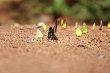 Group of  butterfly on the ground