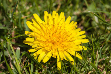 Dandelion and grass