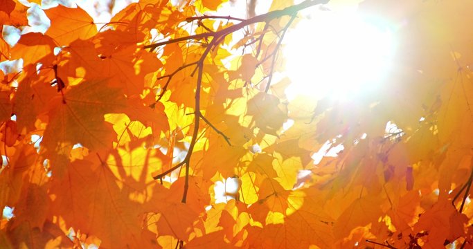Sun shining through fall leaves blowing in breeze. Slow motion. Colorful golden autumn leaves close up background. 4k graded from RAW.