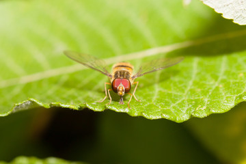 Head on hoverfly
