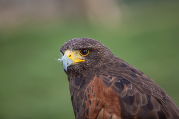 Harris Hawk
