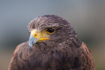 Harris Hawk close up