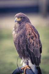 Harris hawk full body