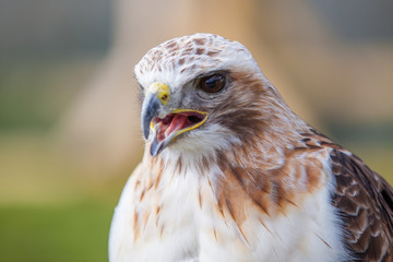 Red tailed hawk with beak open
