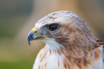 Close up red tailed hawk
