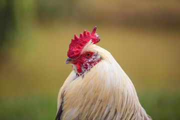 Portrait of a handsome cockerel