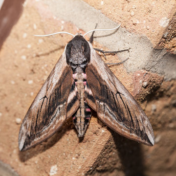 Privet Hawk Moth On Wall