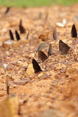 Common Indian Crow butterfly (Euploea core Lucus)