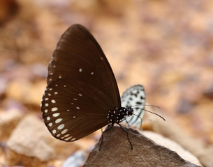 Common Indian Crow butterfly (Euploea core Lucus)
