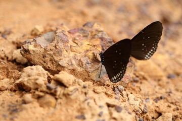 Common Indian Crow butterfly (Euploea core Lucus)