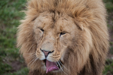 lion yawn closeup