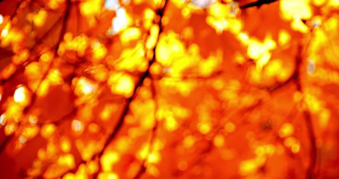 Sun shining through fall leaves blowing in breeze. Slow motion. Colorful golden autumn leaves close up background. 4k graded from RAW.