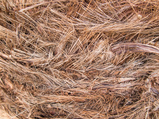 background, bark date palm