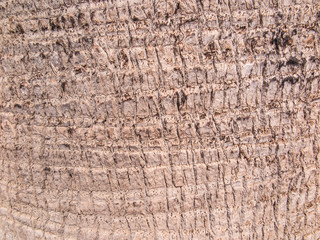 background, bark date palm