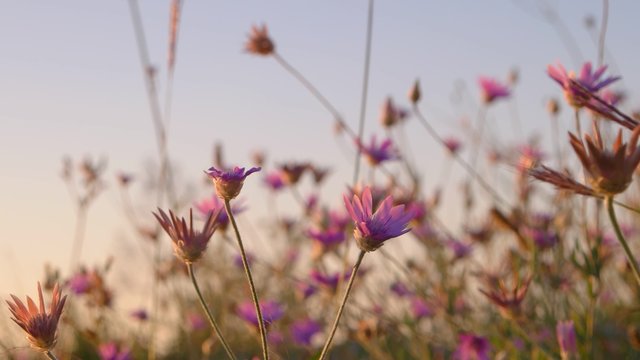 Wild flowers of pink color closeup