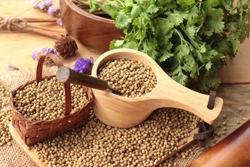 Dry coriander seeds and fresh coriander green.