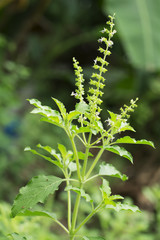 Holy Basil (Ocimum sanctum)