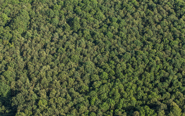 Fototapeta premium aerial view of the forest