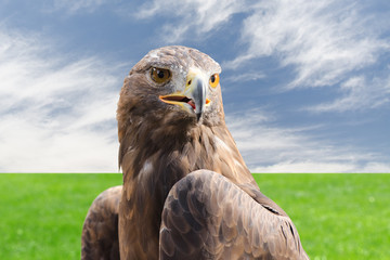 Golden eagle strong raptor bird against cloudy sky and grass