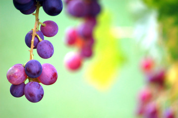 red ripe grape
