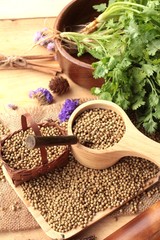 Dry coriander seeds and fresh coriander green.