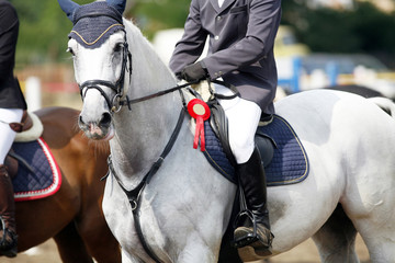 Award winning racehorse during celebration on a show jumping event - obrazy, fototapety, plakaty