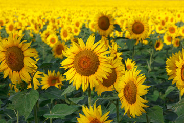 Fototapeta premium Sunflowers field