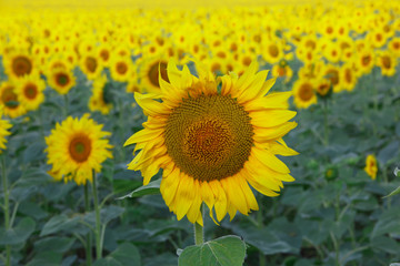 Obraz premium Sunflowers field