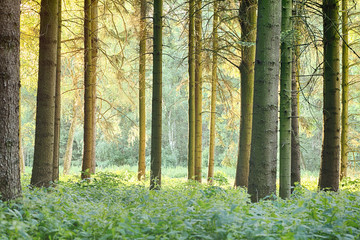 Green Forest with Tall Trees