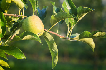 Growing Apples - Farming