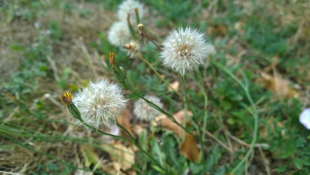 Pissenlits non fleuris